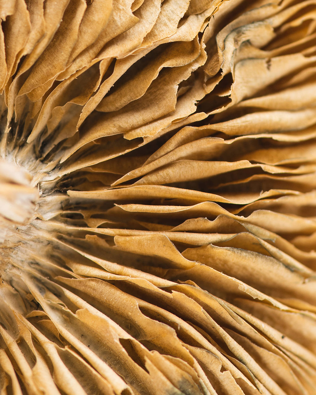 origin-africankobe-5-1