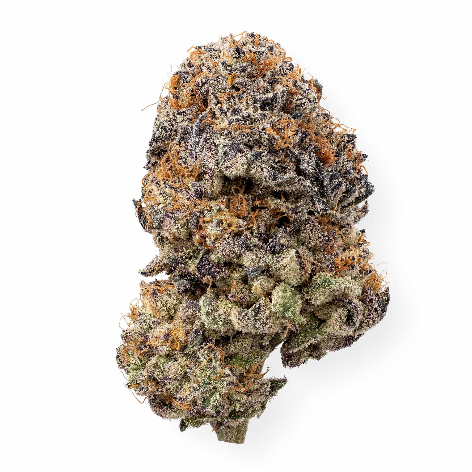 caked-cactus-01-08-26-bud