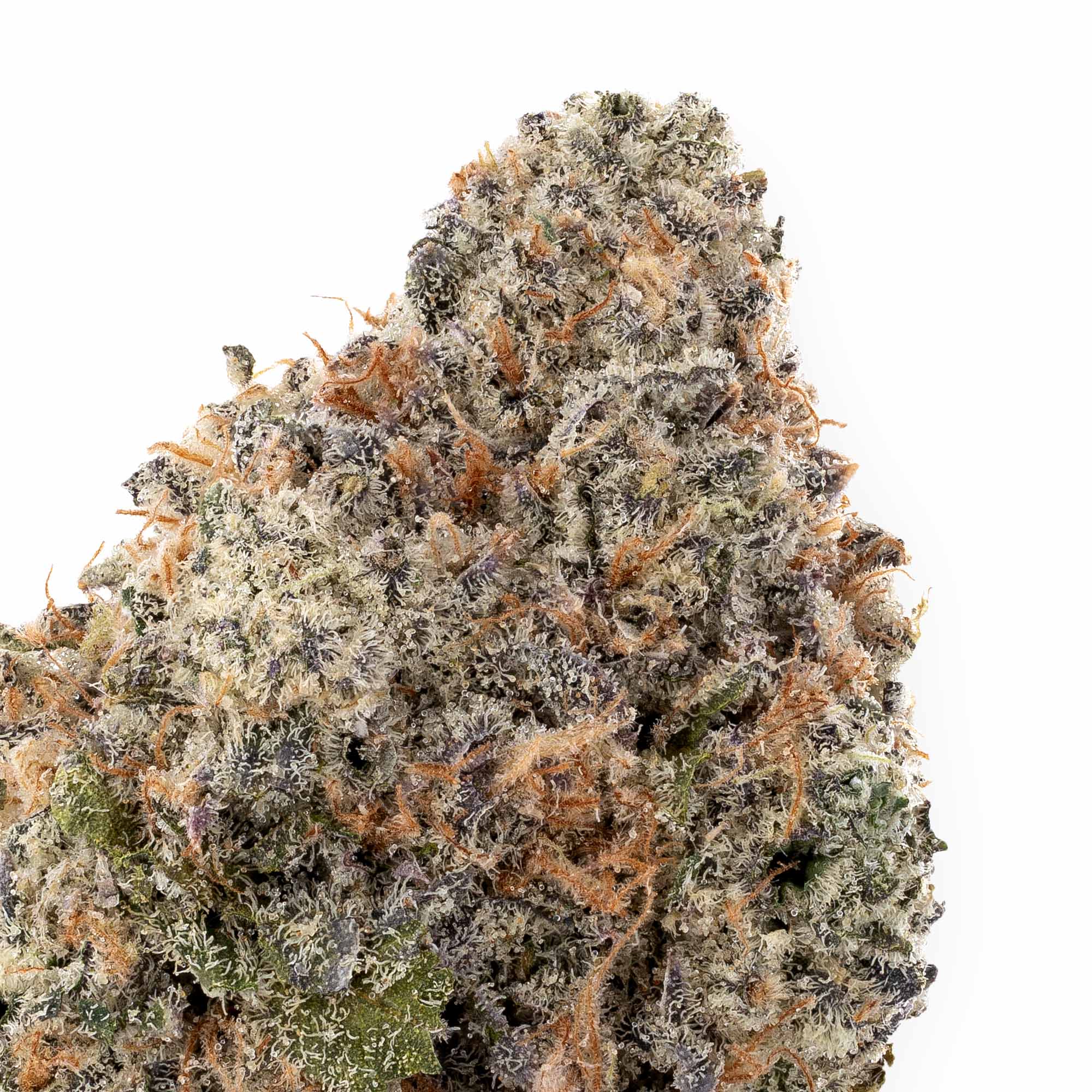 mint-kush-08-22-25-closeup-1