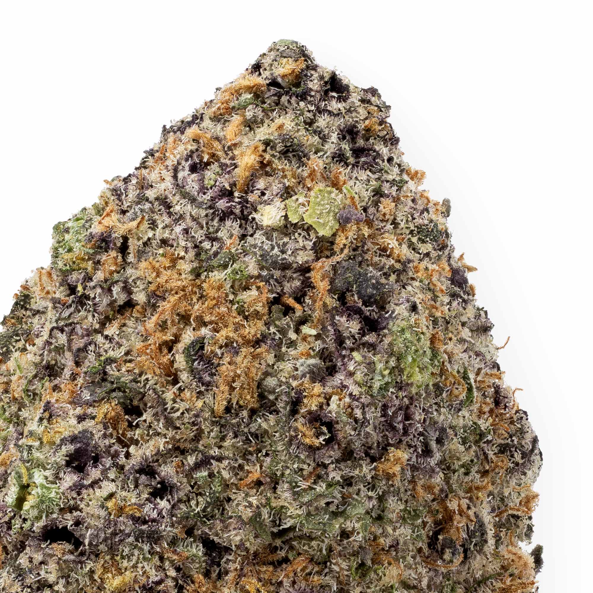slapz-01-08-26-closeup