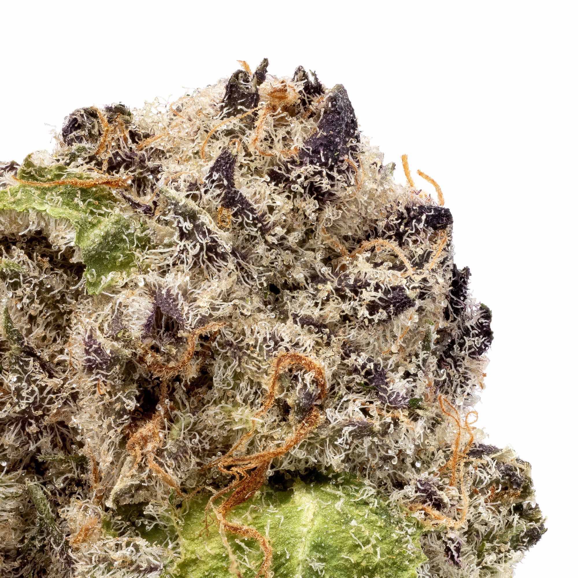 tropicanna-smalls-04-02-26-closeup